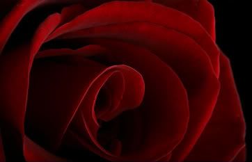 Red Rose Blog