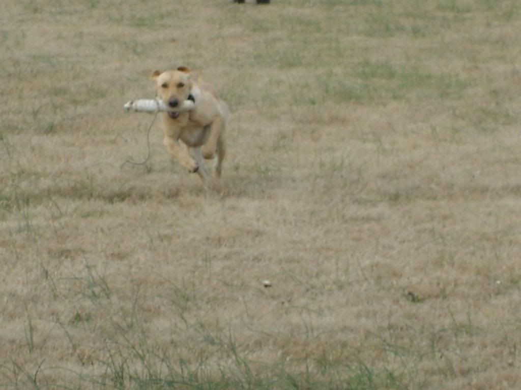 Molly training photo Picture035_zps3b5decec.jpg