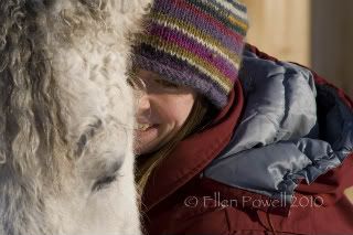 White Sage Curly horse