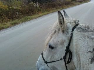 curly horse gelding out on trail ride fall 2010 sage