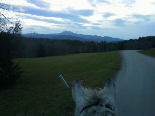 Sage (curly horse) in front of Camel's Hump mountain in Vermont