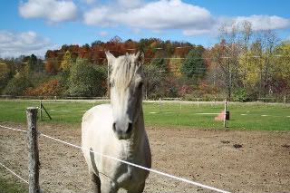 Sage (curly horse) with autumn foliage in Vermont