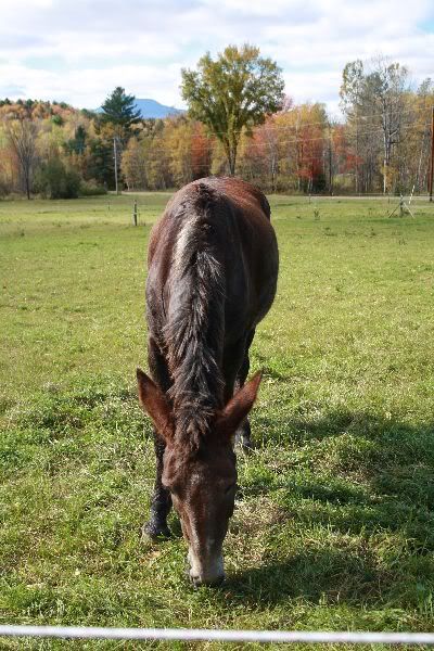 curly molly draft mule grazing in Vermont