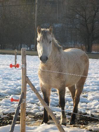 Curly horse gelding