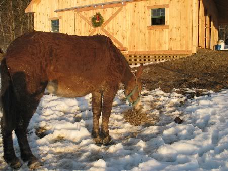Curly mule mare in the sun
