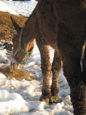 Curly mule mare