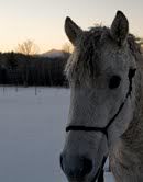 Curly horse in the sunset