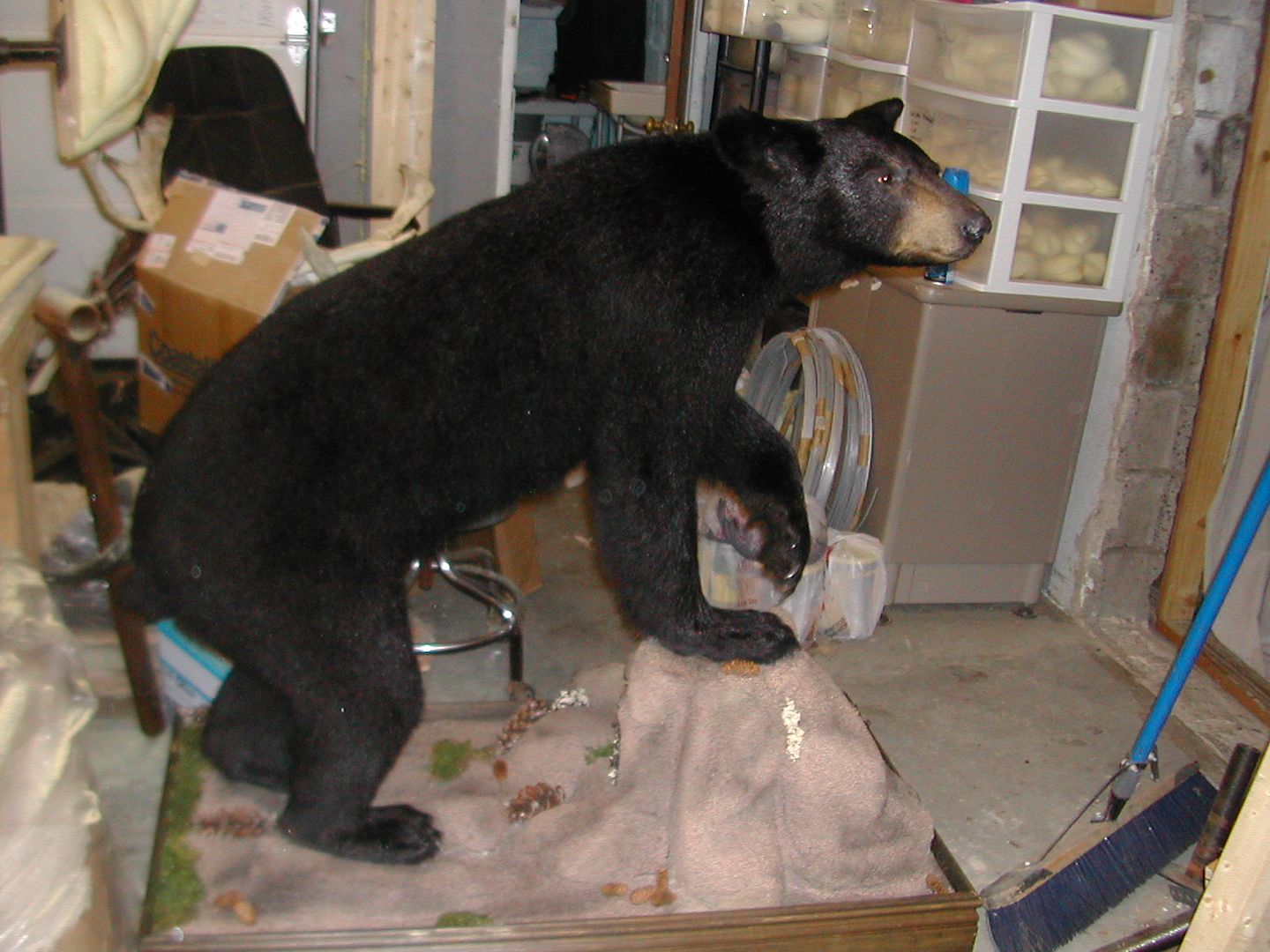 Bear mounts that are available at my shop (pix)