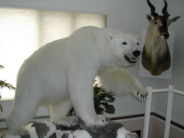 polar bear taxidermy