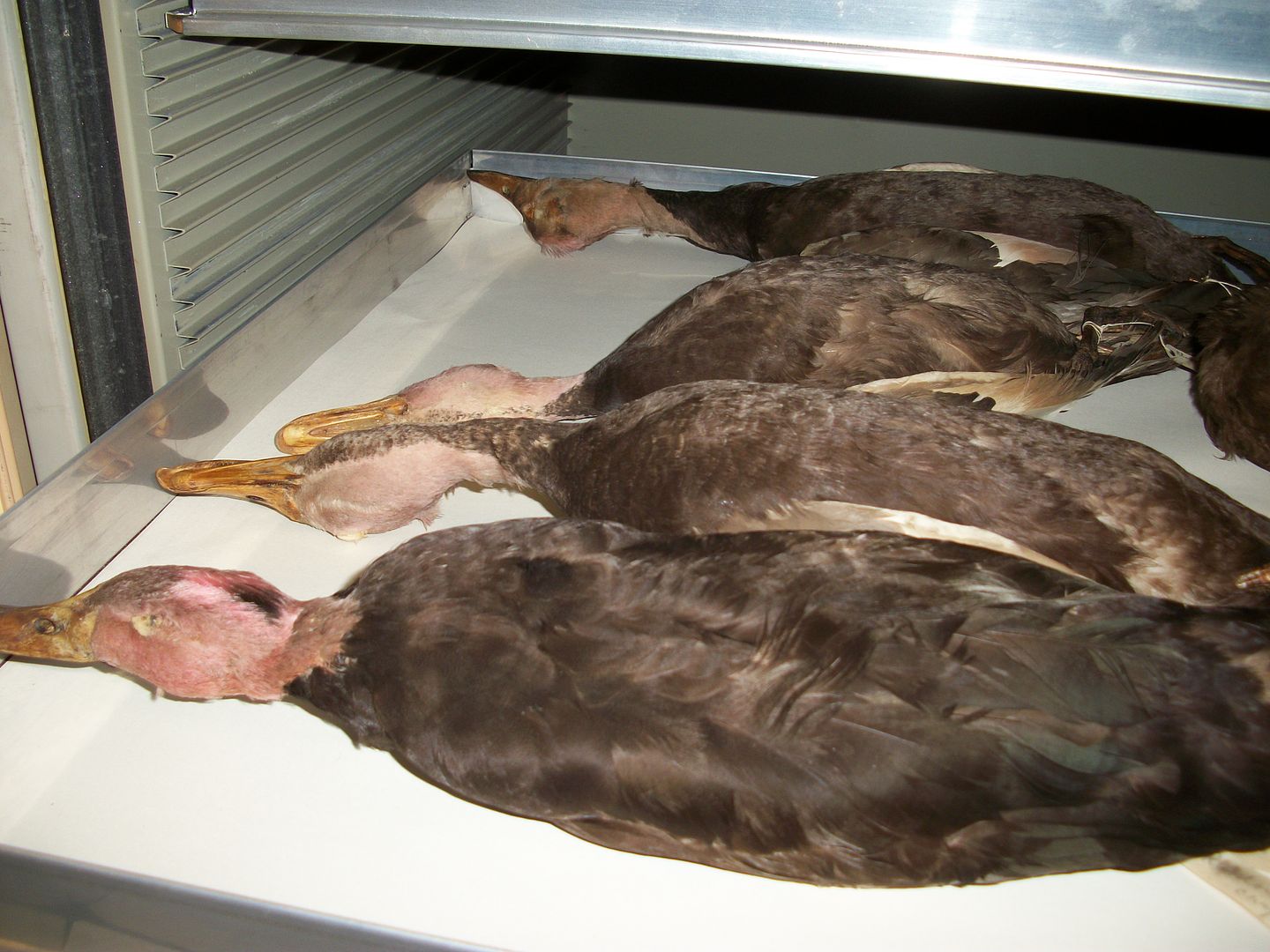 Pink Headed Duck