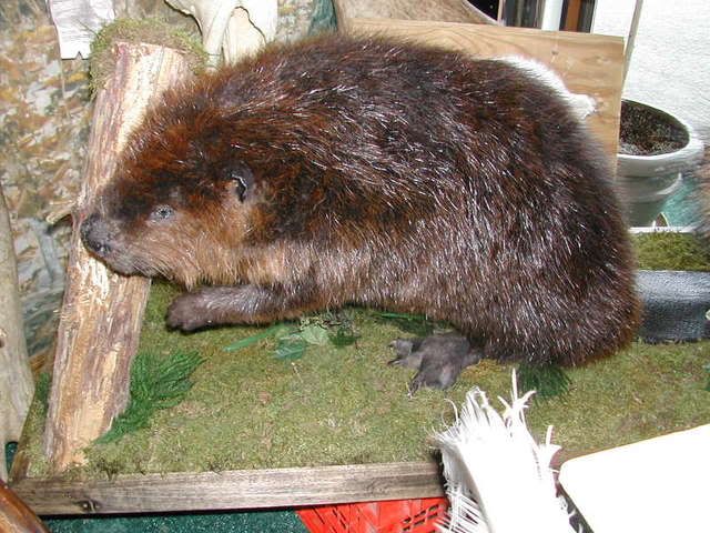 mounted beaver taxidermy