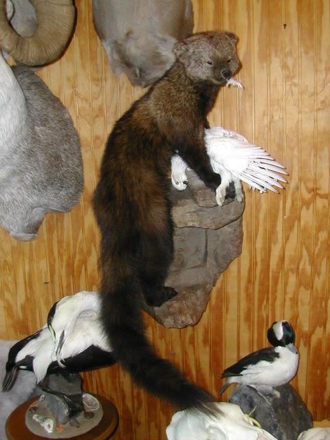 stuffed fisher cat