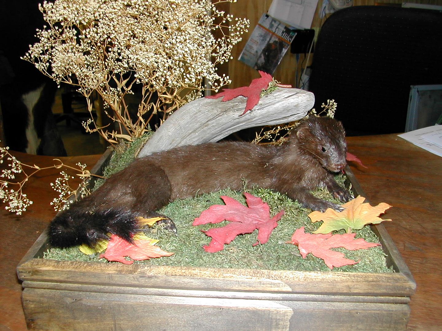 Wild ferrets in new jersey?? New Jersey Hunters