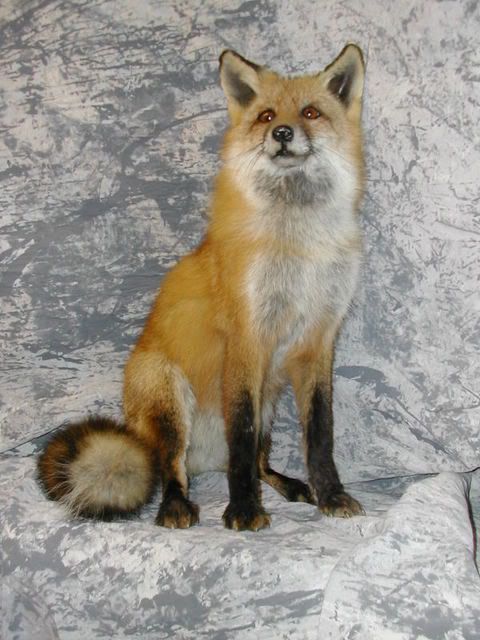 red fox sitting. Another Red Fox. Posted Image