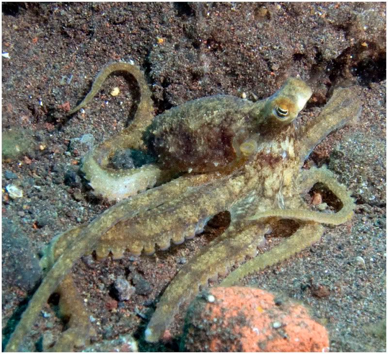 octopus.jpg