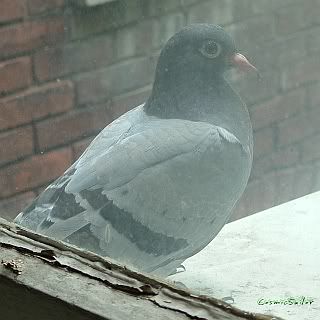 My pigeon pal hosted by Photobucket - Video and Image Hosting