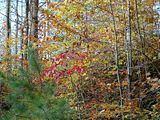 Autumn leaves from the trail