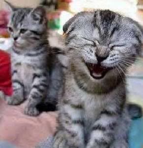 untitled.jpg laughing kitty! image by RinnaCabaro