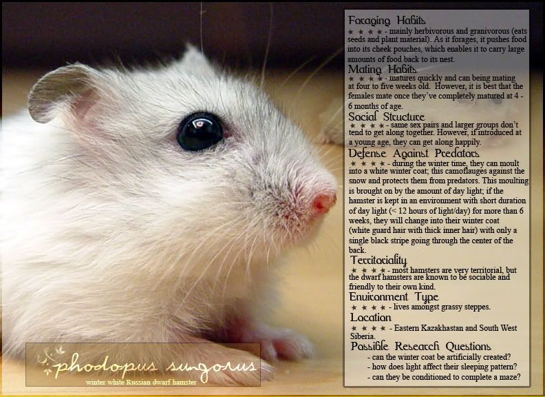 Winter White Russian Dwarf Hamster Animal Info Sheet