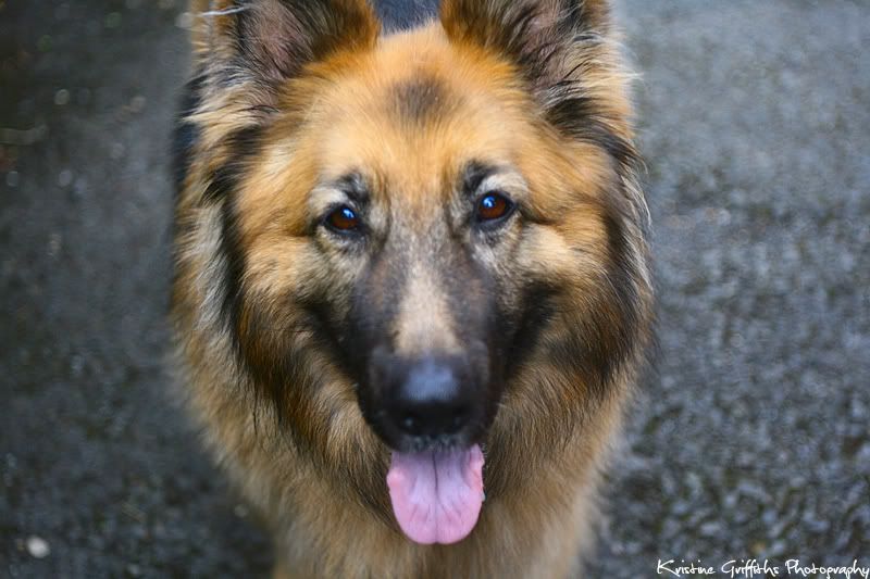 IMAGE: http://i28.photobucket.com/albums/c250/orangestripytigeress/dog.jpg