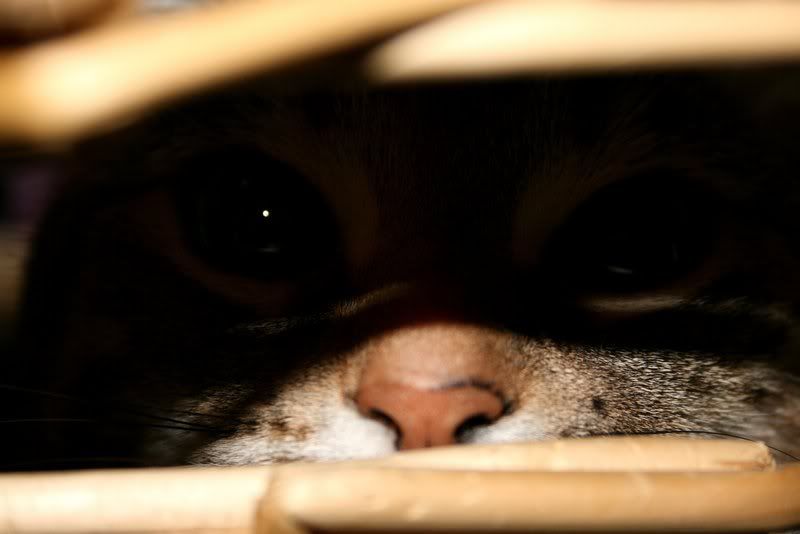 Everyone's Desktop Wallpaper?