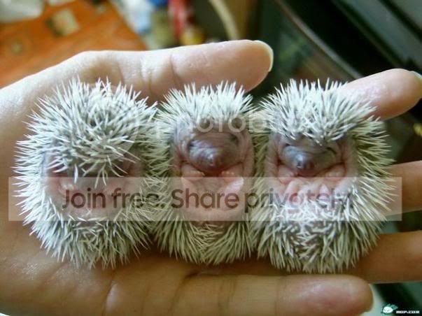 porcupine.jpg