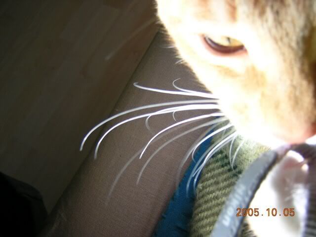 https://i28.photobucket.com/albums/c224/onacka/kat_scary.jpg