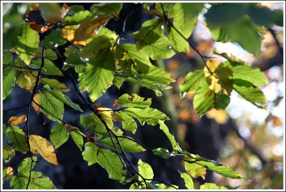 Llega el otoño