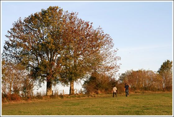 El árbol y los incautos, una historia de terror gótico-moderna
