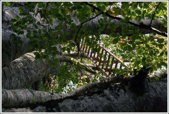 Escaleras + árbol = foto