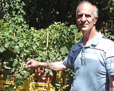 Jerry Rodrigues with new Cabernet Labrusco vines