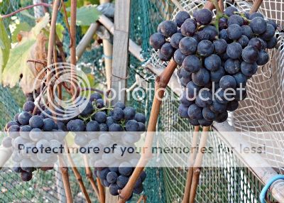 Cabernet Labrusco grapes on the mother vine