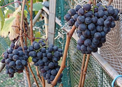 Cabernet Labrusco grapes on the mother vine