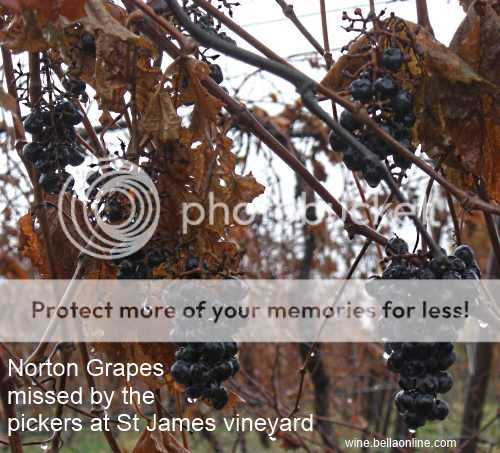  photo james-winery-grapesmissedbypickers_zps80002334.jpg