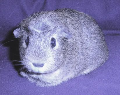 thepiggies139.jpg